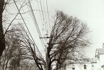 Tree in Halifax on Oxford Street